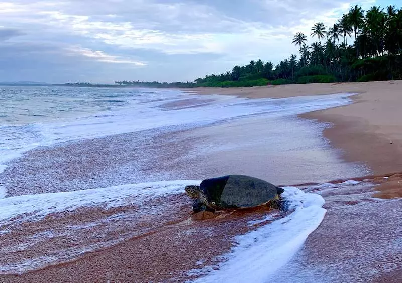 Turtle on a sandy beach