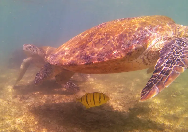 turtles on the seabed